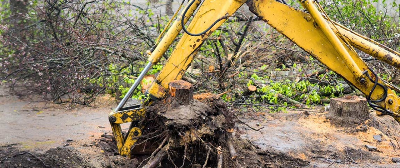 excavator removing tree stump